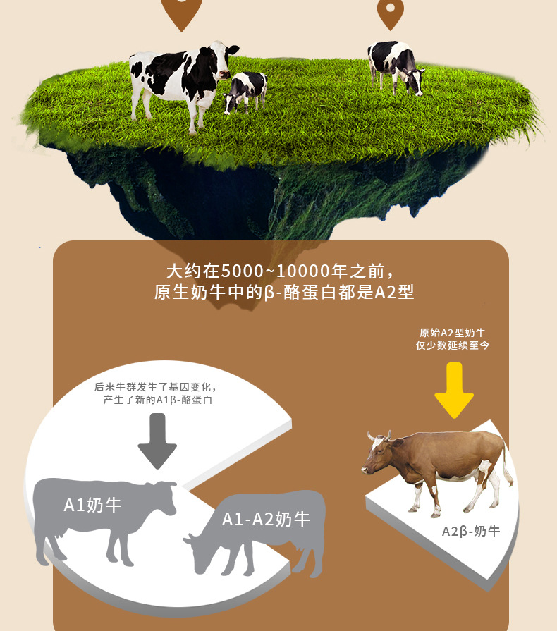 酪蛋白軟餅干 (5).jpg
